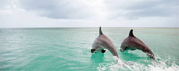 海豚生殖发育的特点是