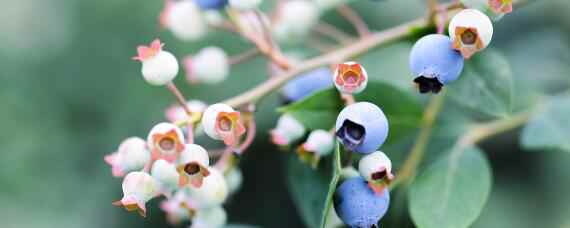 蓝莓种植的气候和土壤