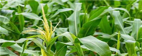 联达588玉米品种怎么样 联达588玉米种子特性