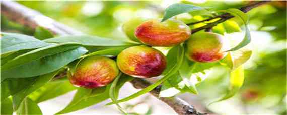 冬桃的种植技术与管理 冬桃的种植技术与管理及产量