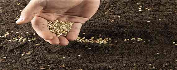 黑麦草种子一亩要用多少种子（一亩黑麦草需要多少种子）