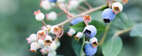 种植蓝莓适合什么土壤 种植蓝莓需要什么土壤