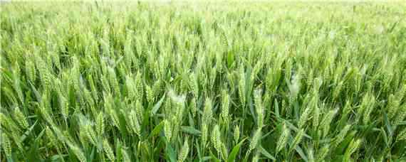 丰德存麦21小麦品种 丰德存麦22小麦产量