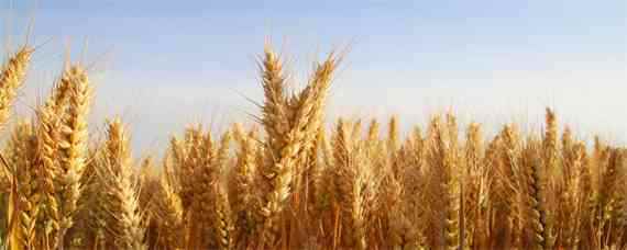 周麦38小麦品种介绍（周麦28小麦品种）