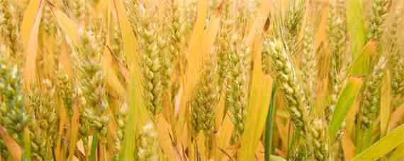 小麦拌种100斤麦用多少水（50斤麦种用多少水拌种）