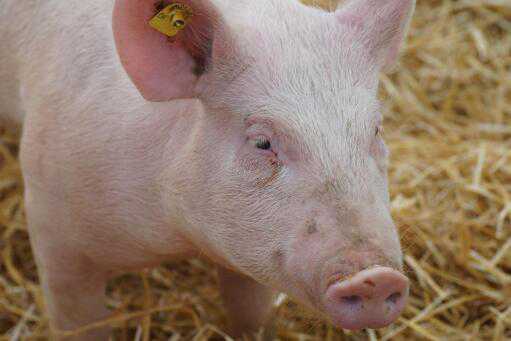 开办一个小型养猪场要投资多少钱 开一个小型养猪场需要投资多少钱