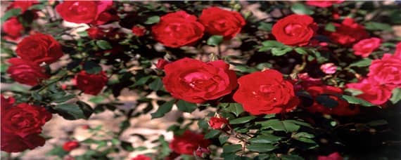 玫瑰花适合什么土壤酸碱度 适合玫瑰花生长土壤ph值