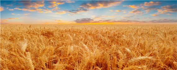 麦子一亩地播多少种 小麦一亩地用多少种子