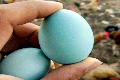 绿壳蛋鸡提高产蛋率的办法