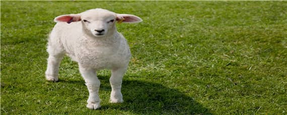 羊下跪是什么原因
