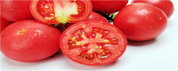 西红柿种植栽培管理技术