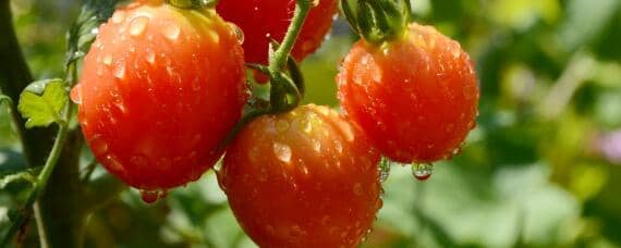 西红柿适合什么土壤
