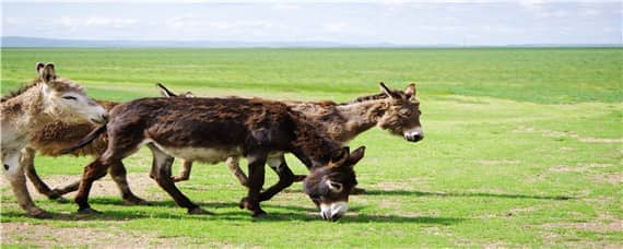 驴子的繁殖 驴子的繁殖周期