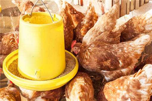春季鸡群防病办法有哪些 常见鸡病的防治方法
