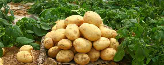 土豆品种 土豆品种有哪些