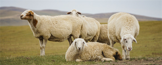 羊的生活特性和特点（羊的性状特点）