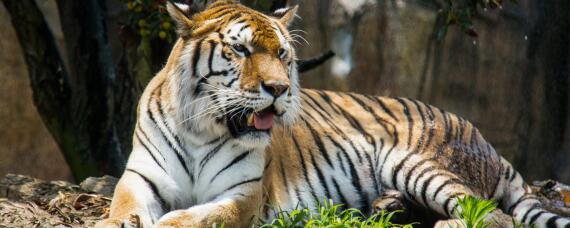 虎的生活特性和爱好