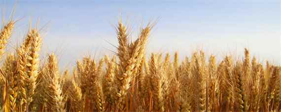 洛麦40品种介绍 洛麦系列小麦种
