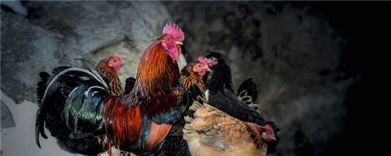 鸡掉毛严重用什么药 鸡掉毛的原因及防治方法