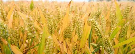 小麦产量每亩多少斤（四川小麦产量每亩多少斤）