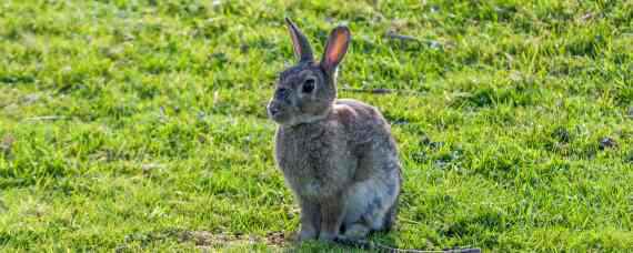 野兔的生活规律和活动的环境（野兔的生活规律和活动的环境是什么）