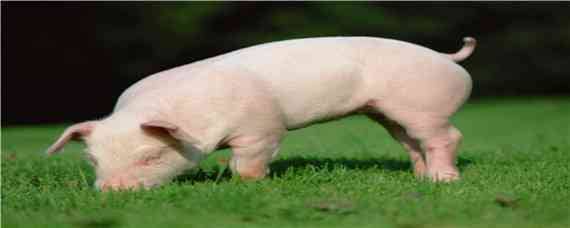 猪早在什么时代就已经被广泛养殖 我国对猪的饲养在什么以前就开始了