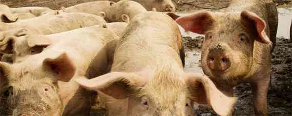 屠宰检疫中发现急性猪瘟的病理表现