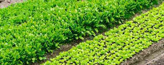 绿色食品生产过程中是否允许使用化肥农药