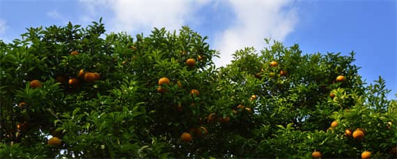 柑橘种植地区是哪个温度带（柑橘种植的气候条件）