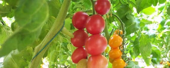 西红柿适合什么土壤生物