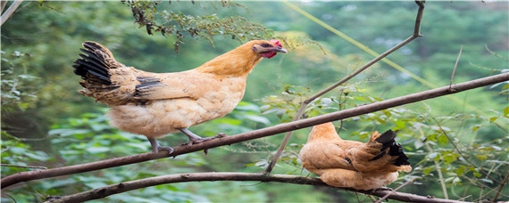 黄油鸡和普通鸡区别 黄油鸡和麻鸡的区别