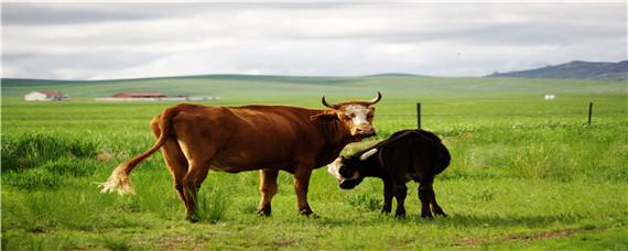 牛最喜欢吃什么食物 牛吃哪些食物