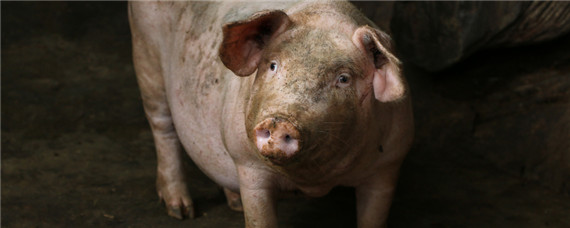 猪精在母猪体内存活多长时间 猪精进入母体后存活多久