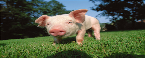 原种猪和一元猪区别 原种猪和纯种猪是一样的吗