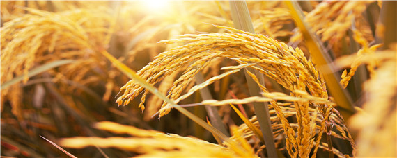 存麦20小麦种品种介绍 存麦20小麦品种产量表现