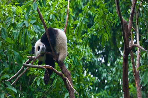 秦岭已发现过10次棕色大熊猫！棕色熊猫长什么样子？和黑白熊猫有哪