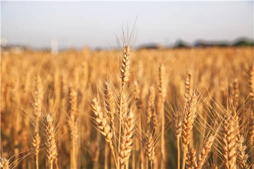 小麦品种十大排名