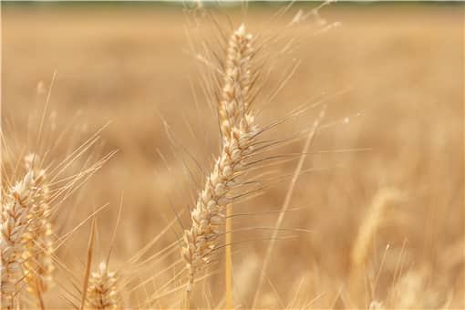2022年国家对小麦补贴多少一亩 小麦补贴多少钱一亩2020今年小麦减产多少