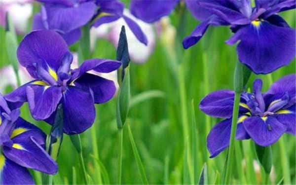 紫罗兰花在家里好养吗，怎么养，插水里活多久