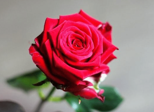 玫瑰在花瓶里能养几天，养护时需要注意些什么