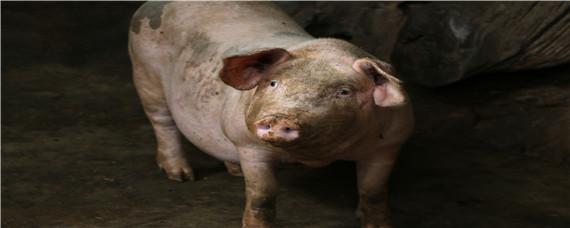 猪几个月能长到250斤（250斤的猪一天能长几斤）