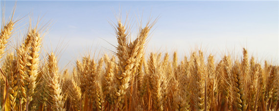 郑麦379麦种品种特性（郑麦379小麦品种特性）