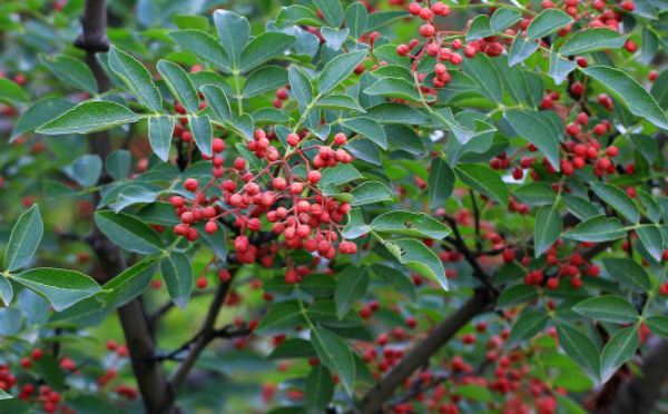 花椒树1一3年怎么管理，科学管理方法是什么