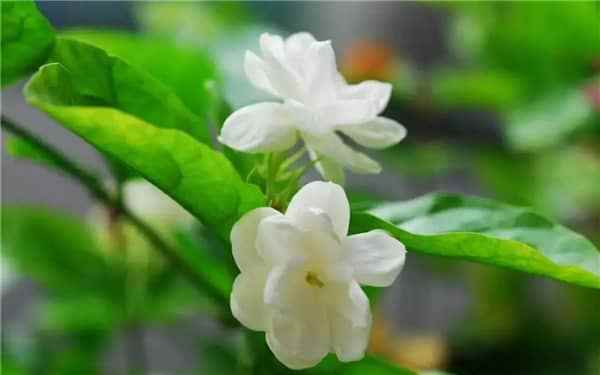 春天开白色花的植物有哪些（春季开白色花的植物）
