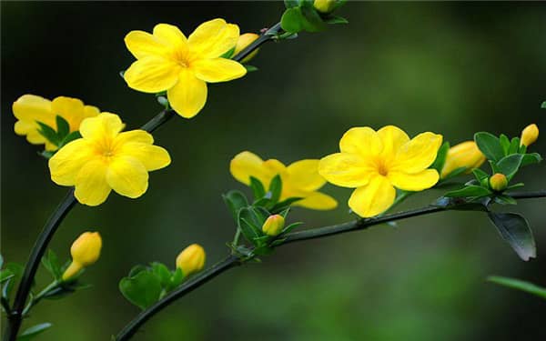 春天开的黄颜色的花有哪些