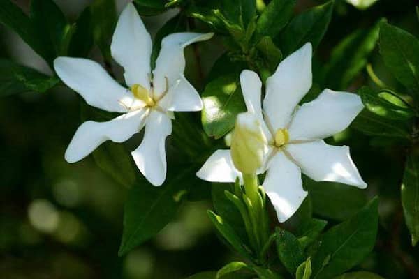 栀子花怎么修剪 怎样让栀子花爆盆