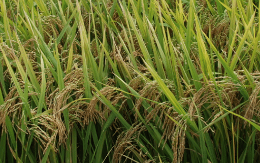 超级稻金农丝苗抛秧高产栽培技术，水稻应该好养吗，怎么养殖