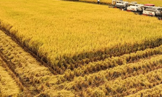 防治南方水稻黑条矮缩病综合技术，水稻养殖需要注意什么
