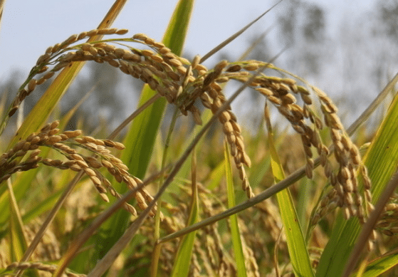 千金子对水稻有哪些危害，选择哪些除草剂效果好呢