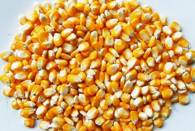 玉米高产的方法是什么 为什么给玉米种子包衣